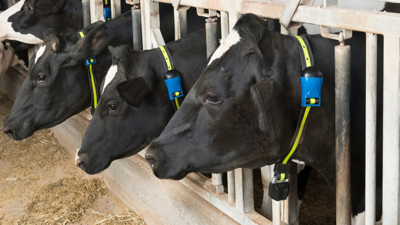 Sensehub Dairy4