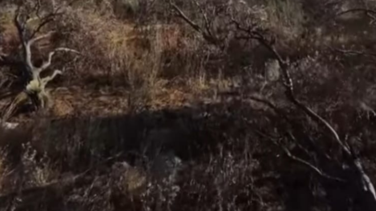 Karacabey'de Şok Ağaç Kesimi Vatandaşa Verilen Arazilerdeki Yüzlerce Ağaç Neden Talan Edildi? 3