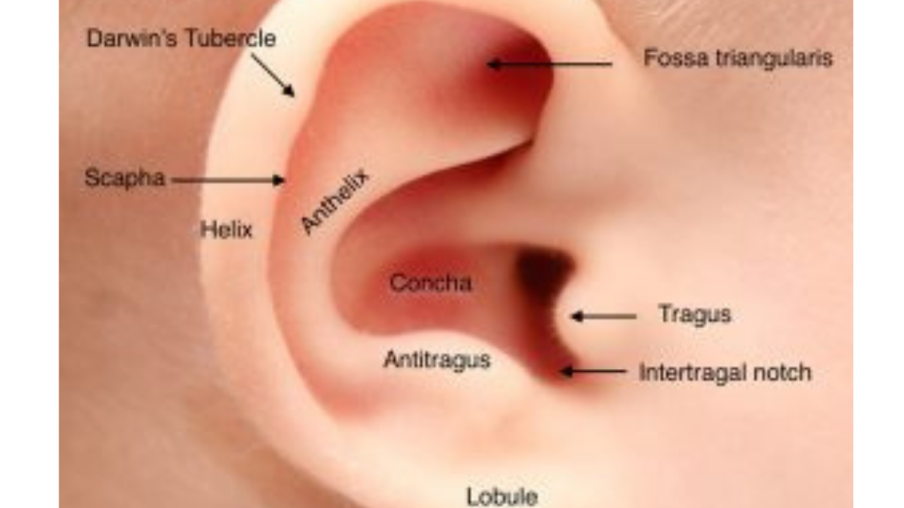 Kulak Çınlaması (Tinnitus) Nedir Ve Neden Olur? 2