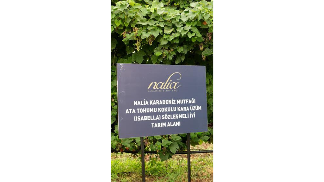 Nalia Karadeniz Mutfağından Gastronomiye Sürdürülebilir Bir Katkı “1. Mor Derim” 5