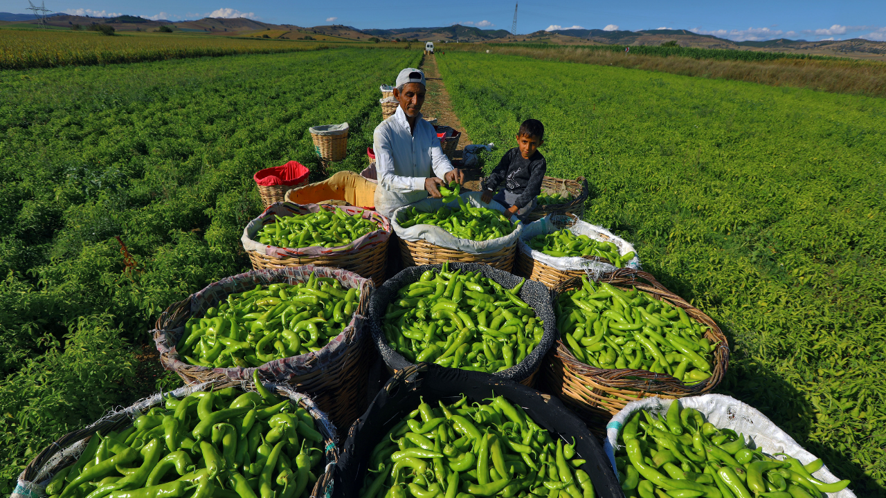 Bursa Yeni̇şehi̇r Tariminda Di̇ji̇tal Devri̇m Başkan Ercan Özel’den Çi̇ftçi̇ye 464 Bi̇n Euro'luk Müjde!3