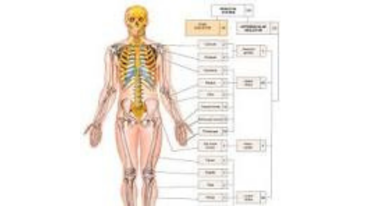 İnsan Vücudunda En Çok Kemik Hangisinde Vardır? Çifte Milyon Sorusu Ve Cevabı2