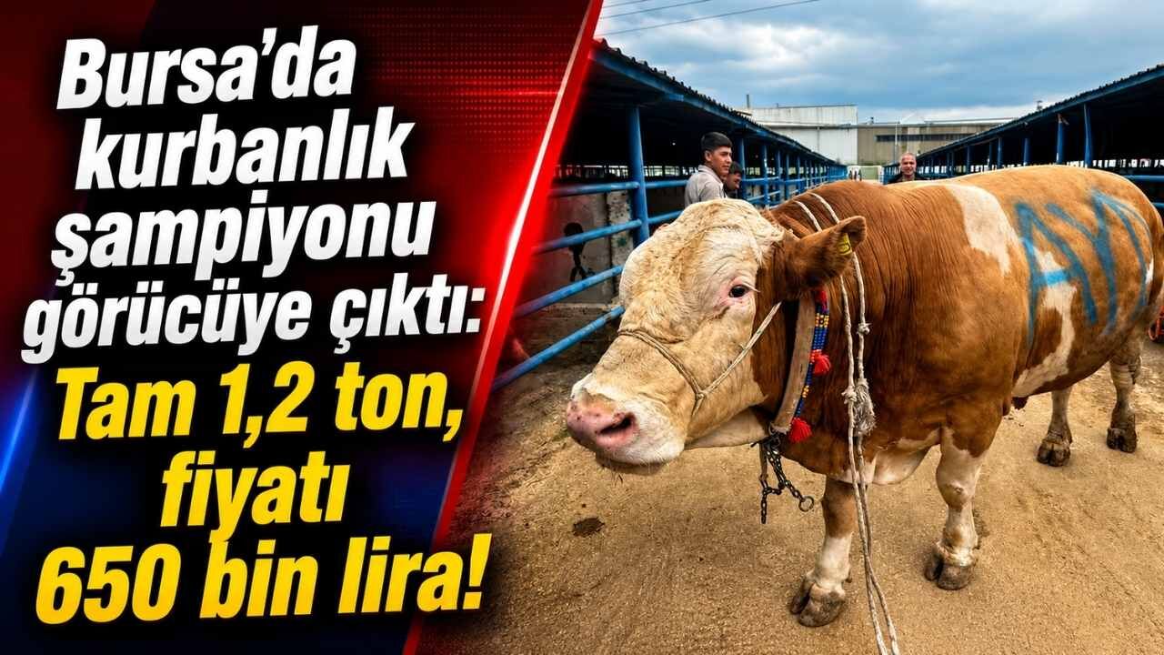 Bursa’da 1.2 Tonluk Kurbanlık Şampiyonu Görücüye Çıktı