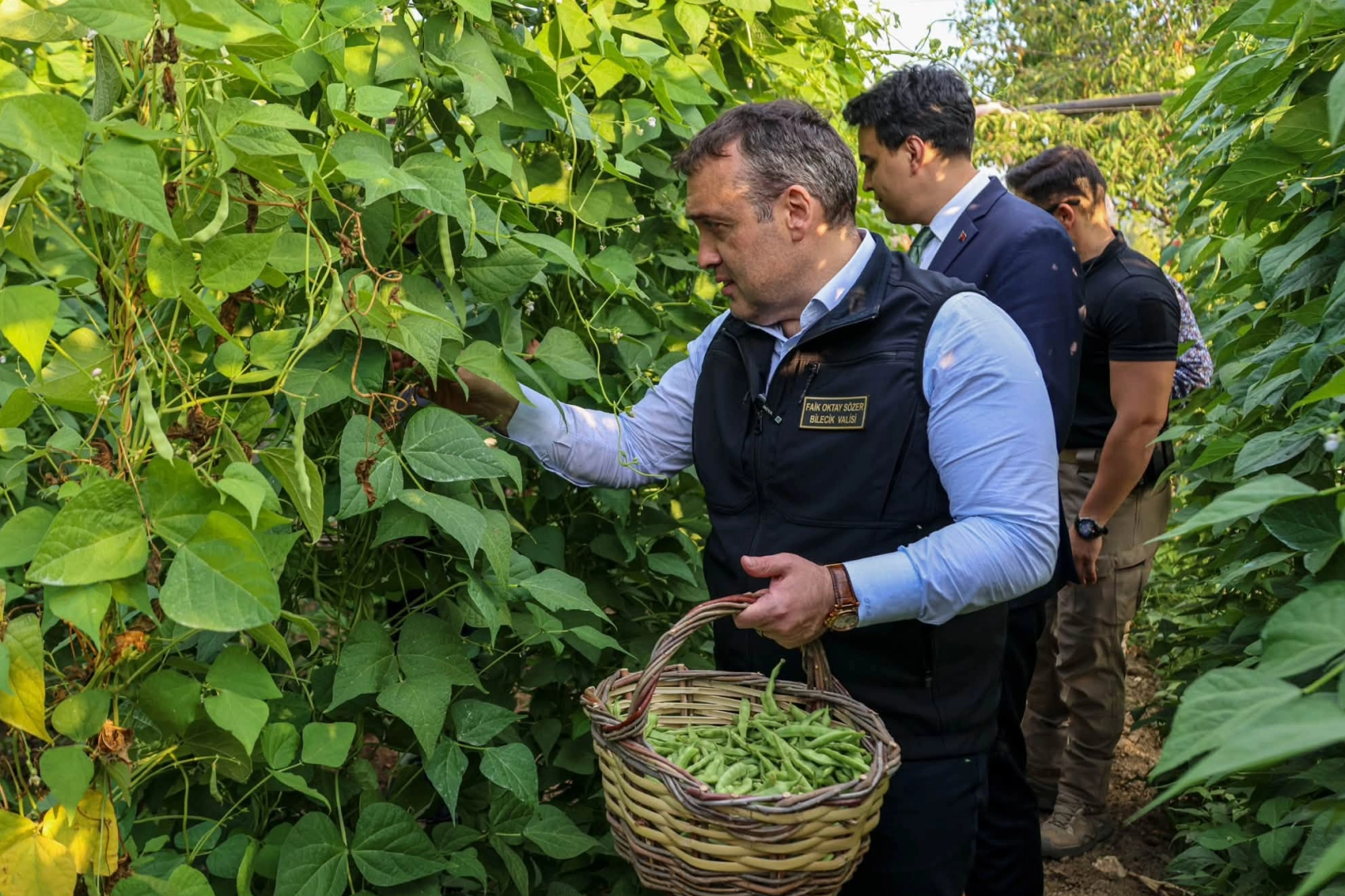 Pazaryeri Boncuğu'nda hasat vakti