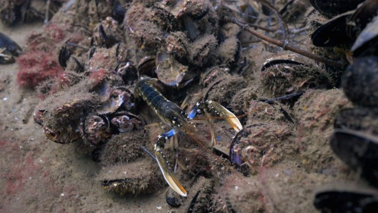 Çanakkale'de 300 ıstakoz doğal ortamıyla buluştu