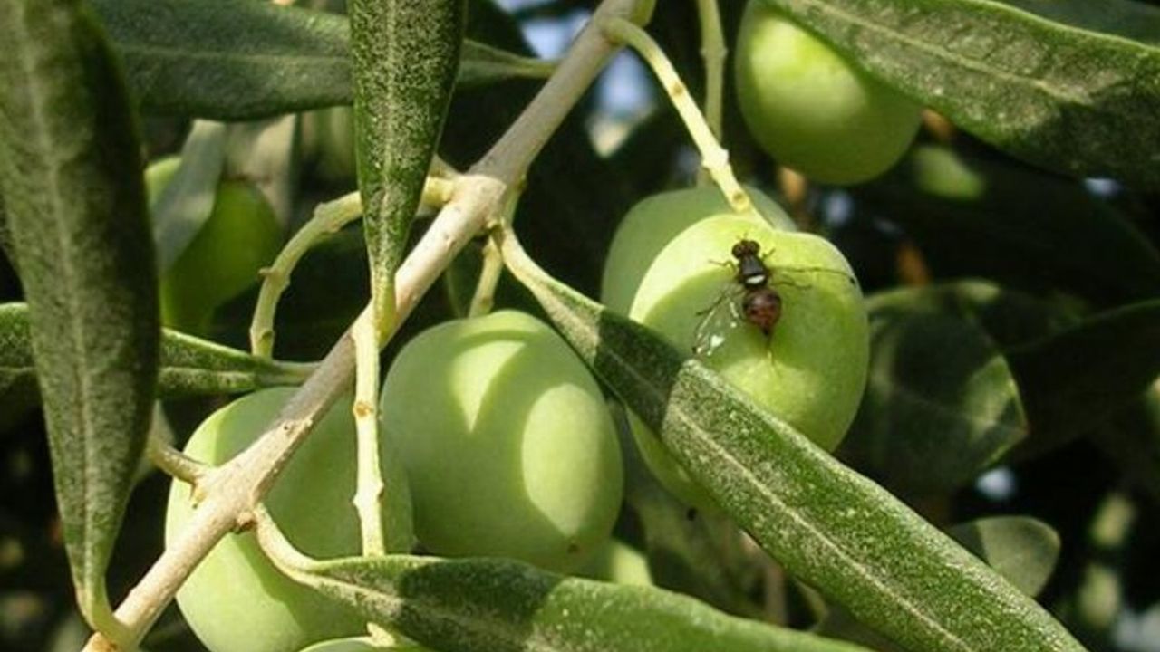 Mudanya'da zeytinliklerde zeytin sineği ile 4. mücadele dönemi başladı