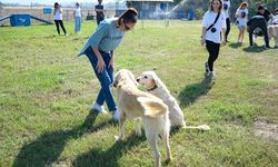 10 hayvanın sahiplenilmesini sağladılar