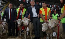 İnegöl'de Koç ve Süs Tavukları podyuma çıktı