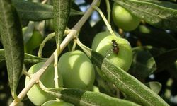 Mudanya'da zeytinliklerde zeytin sineği ile 4. mücadele dönemi başladı