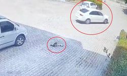 Bursa'da otomobilin ezdiği yavru kedi yaşamını yitirdi, anne kedi yavrusunun başından ayrılmadı