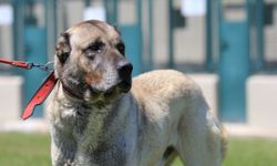Bursa'da Yetiştiriliyor! Kangal ve Akbaş Köpekleri İçin 6 Ay Sıra Bekleniyor
