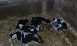 Balıkesir'de Nadir Görülen Beşiz Buzağı Doğumu Hayrete Düşürdü