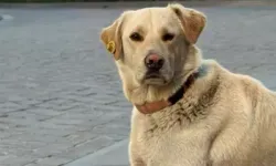İstanbul’da Bankada Mahsur Kalan Köpek Alarmı Devreye Soktu, Herkesi Güldürdü