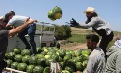 Karpuzda İlk Hasat Başladı: Tarlada Kilogram Fiyatı 7 TL