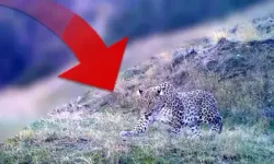 Nesli 'En Tehlikede' Kategorisinde Olan Anadolu Parsı Fotokapana Takıldı