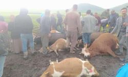 Kars’ta Sürüye Yıldırım İsabet Etti: 2 Çoban Yaralandı, 10 Hayvan Telef Oldu