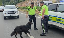 Muğla’da Zincirleme Kaza Sonrası Yol Ortasında Kalan Köpeğe Polis Sahip Çıktı