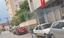 Bursa’da Sokakta Gezen Tavus Kuşu Sürücülere İlginç Anlar Yaşattı