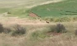 Adıyaman’da Çiftçiler Arazide Ayıyla Karşılaştı