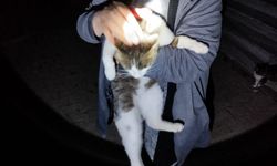 Erzincan’da Mahsur Kalan Kedi İtfaiye Tarafından Kurtarıldı
