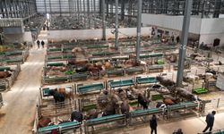 Doğu Anadolu Canlı Hayvan Borsası’nı 5 Yılda 2 Milyon Kişi Ziyaret Etti