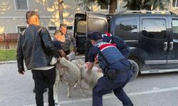 Ankara’da Koyun Hırsızlığı Jandarma Operasyonuyla Sonuçlandı