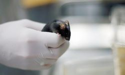 Farelerde Test Edilen “Yaşlanma Karşıtı Kokteyl” Ömrü Uzattı