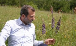 GÜRSU’NUN GÖK SIĞIRKUYRUĞU ÇİÇEKLERİNİ AÇTI