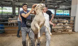 4 Boynuzlu Koç Bursa Kurban Pazarında İlgi Odağı Oldu