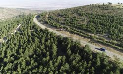 Kırıkkale’de Ormanlara Giriş 5 Ay Boyunca Yasaklandı