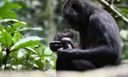Bebekçe Konuşmak İnsanlara Özgü Bir Yetenek Olabilir
