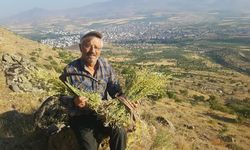 Erciyes’in Doğasından Gelen Şifa: Karakovan Balı Yoğun İlgi Görüyor