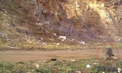 Ev Kedilerinin Atası Yaban Kedisi Bursa’da Görüntülendi