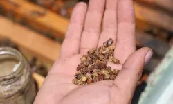 Geçmişte Atılıyordu, Şimdi Kilosu 3 Bin TL'den Satılıyor: Arı Ekmeğine Yoğun İlgi