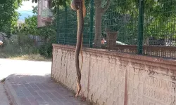 İnegöl’de Dev Yılan Paniğe Neden Oldu