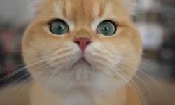 Kedi Sahipleri Dikkat! Borna Virüsü Ölümcül Risk Taşıyor