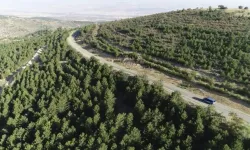 Kırıkkale’de Ormanlara Giriş 5 Ay Boyunca Yasaklandı