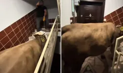 Kurbanlık Danayı Merdivenlerden 5. Kata Çıkarmaya Çalıştılar: Tepkiler Büyüyor