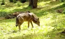 Nesli Tükenmek Üzere Olan Bozkurt, Bursa’da Görüntülendi
