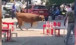 Bursa’da Kurbanlık İnek Mahalleliyi Seferber Etti! Elinden Kaçan Hayvan Yarım Saatte Yakalandı