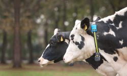 SenseHub Dairy ileHayvancılıkta Verimlilik Artıyor,    Gıda Güvenliği ve Arzı Destekleniyor