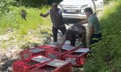 Bursa'da 1400 Keklik Doğayla Buluştu