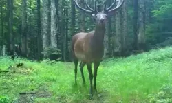 Bursa’da Kızılgeyik Fotokapanla Görüntülendi