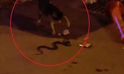 Bursa'da Kedi ile Yılanın Karşılaşması Kamerada
