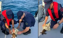 İşte Böyle Bulundu! Deniz Kaplumbağasını Sahil Güvenlik Kurtardı