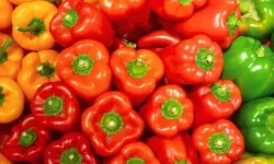 Dolmalık Biberler Arasında Hangisi Daha Sağlıklı? Renklerine Göre Besin Değerleri ve Etkileri