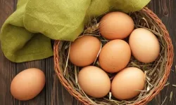 Yumurta İhracatında Kesinti Uygulaması Kaldırıldı