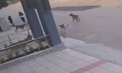Bursa'da Başıboş Köpek Dehşeti: İki Kişi Saldırıdan Son Anda Kurtuldu
