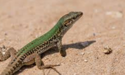 EKTOTERMİK YAŞAM: KERTENKELELER NEDEN GÜNEŞLENİR?