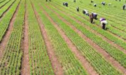 YENİDEN YEŞİL BURSA: 3 Milyon 250 Bin Fidan Toprakla Buluşuyor!